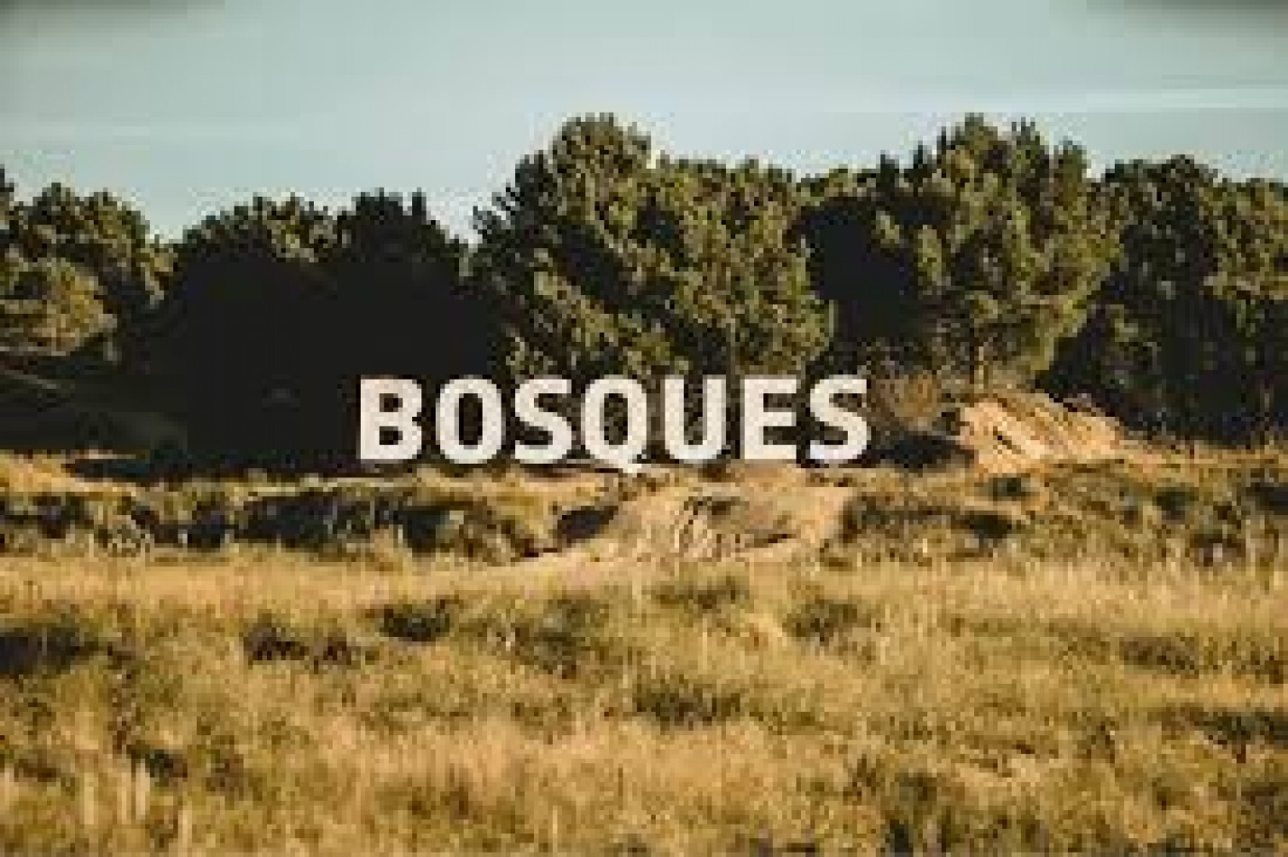LOTE EN BOSQUES - BARRIO ACACIAS- PINAMAR 