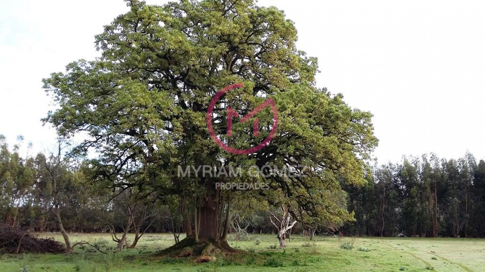 Quinta-Chacra Orense (Pcia de Bsas)